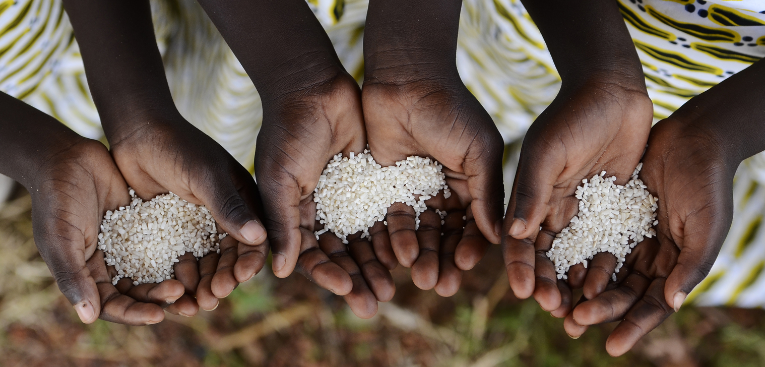 Hands holding rice